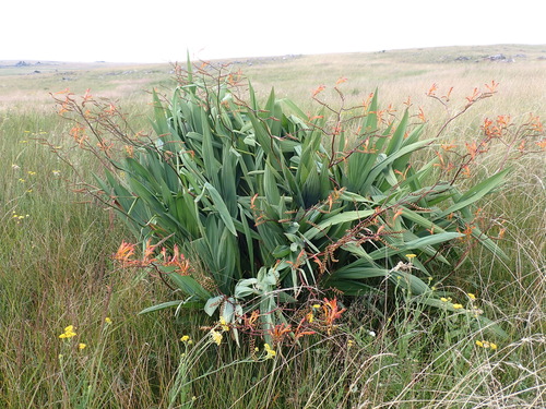 Crocosmia paniculata