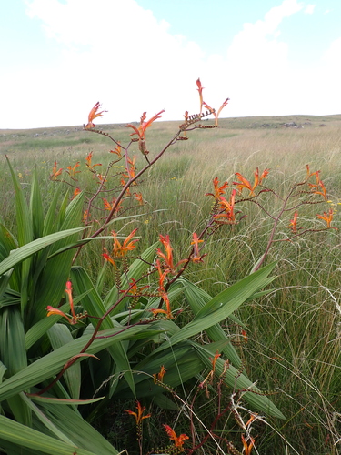 Crocosmia paniculata