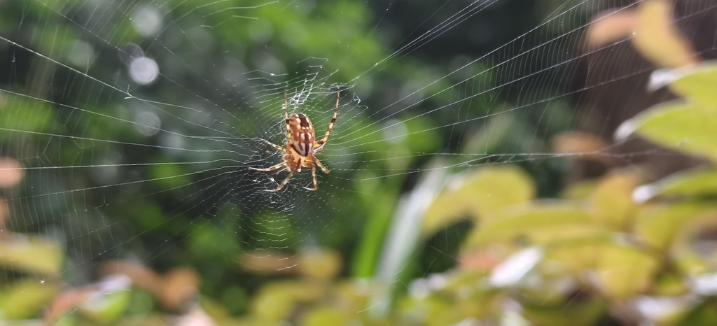 Mangora crescopicta