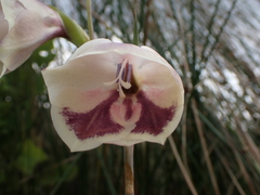 Gladiolus papilio, photograph (c) Ren Hoekstra, some rights reserved (CC BY)