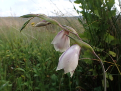Gladiolus papilio, photograph (c) Ren Hoekstra, some rights reserved (CC BY)