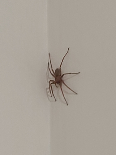 iNaturalist observation photo of Typical Spiders