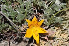 Alstroemeria patagonica