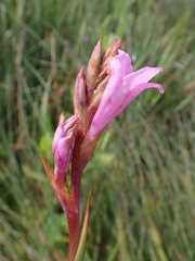 Pink Watsonia (Watsonia bella)