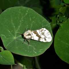 Isia