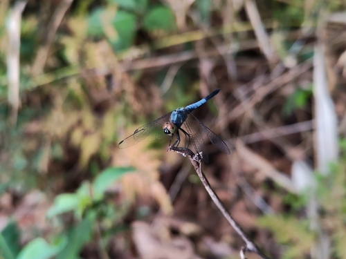 Emerald-flanked Marsh Hawk
