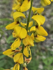 Crotalaria trichotoma, photograph (c) 賴碧珠, some rights reserved (CC BY)
