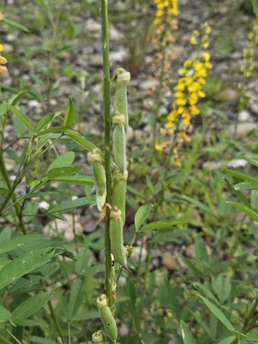 Crotalaria trichotoma, photograph 3