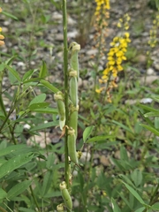 Crotalaria trichotoma, photograph (c) 賴碧珠, some rights reserved (CC BY)
