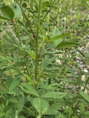 Crotalaria trichotoma, photograph (c) 賴碧珠, some rights reserved (CC BY)