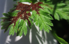 Synchytrium papillatum