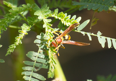 Polistes minor