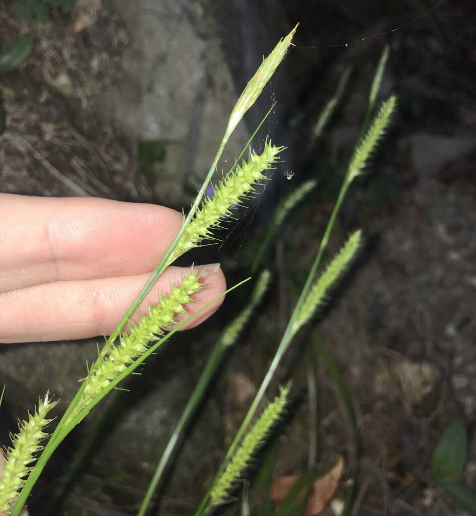 Carex tsushimensis
