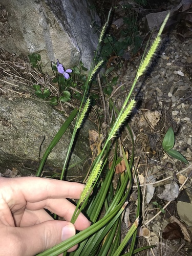 Carex tsushimensis iNat (2)