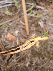 Aenetus blackburnii