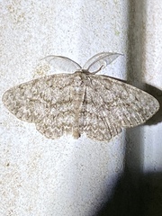 Hypomecis umbrosaria