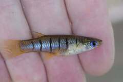 Barred Livebearer photo 2