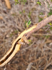 Aenetus blackburnii