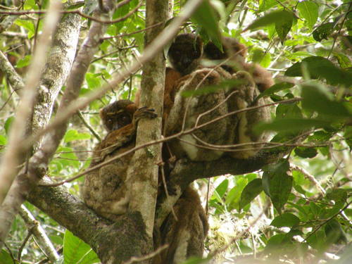 Gmelin's Woolly Lemur