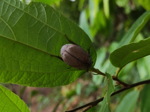 Exopholis hypoleuca