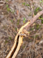 Aenetus blackburnii