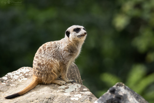 Meerkat