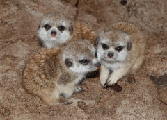 Meerkat photo 4