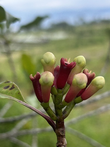 Syzygium aromaticum observed 2026-05-15