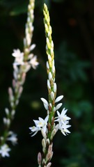 Chlorophytum glaucum