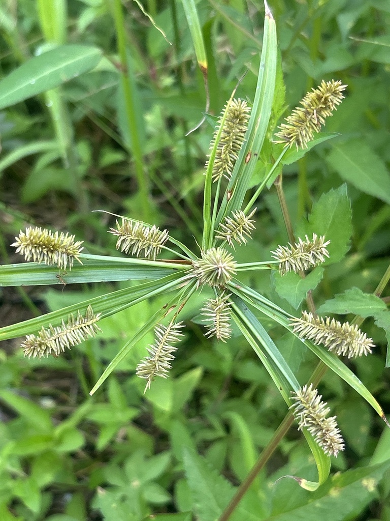 Pacific Island Flatsedge (Cyperus cyperoides)