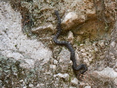Crotalus intermedius