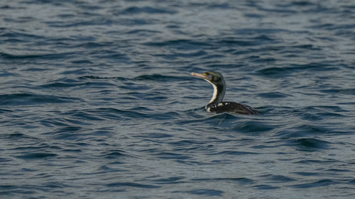 Leucocarbo carunculatus, 2026-05-12