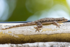 Hemidactylus platyurus