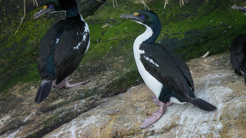 Leucocarbo carunculatus, 2026-05-12