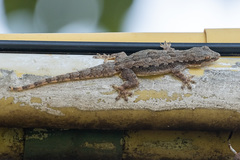 Hemidactylus platyurus