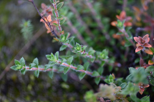 Mitrasacme pilosa, 2026-05-15