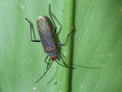 Thunbergia marginata