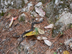 Crotalus intermedius