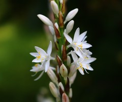 Chlorophytum glaucum