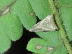 Dactylioglypha tonica