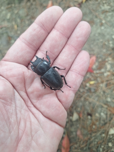Titan Stag Beetle