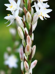 Chlorophytum glaucum