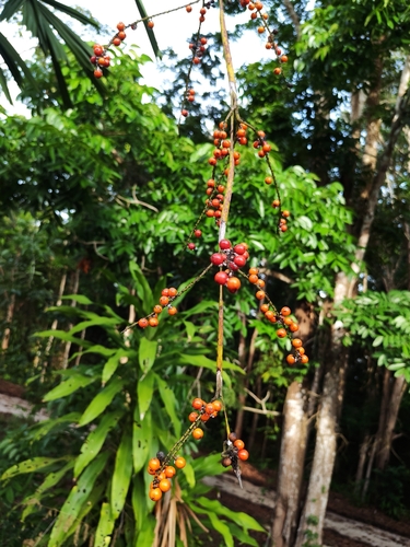 Mangrove fan palm