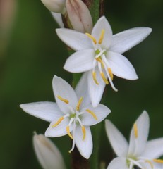 Chlorophytum glaucum
