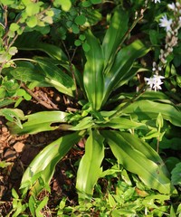 Chlorophytum glaucum