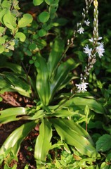 Chlorophytum glaucum