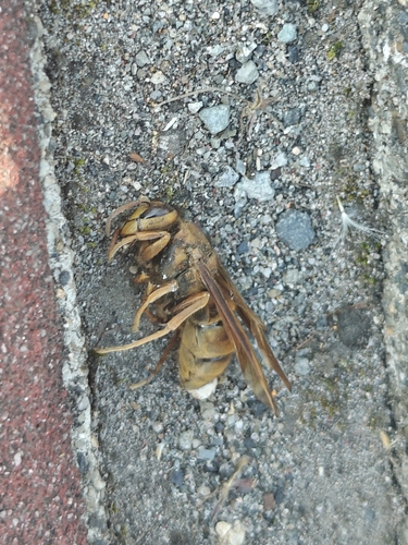 Yellow Hornet