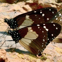 Amauris albimaculata