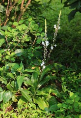 Chlorophytum glaucum