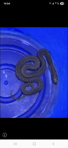 Chinese Cobra